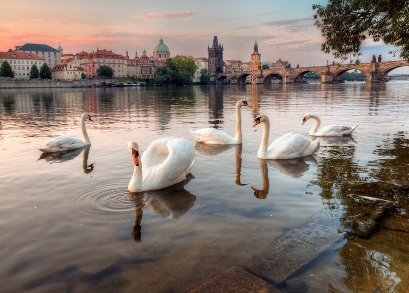 White Swans on River