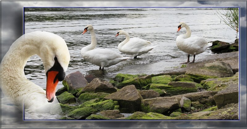 White Swans on Rocks