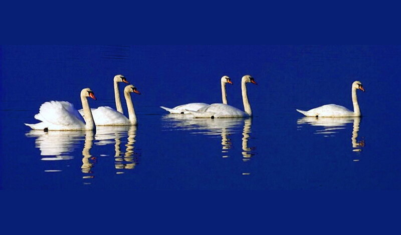 White Swans on Water — Blue