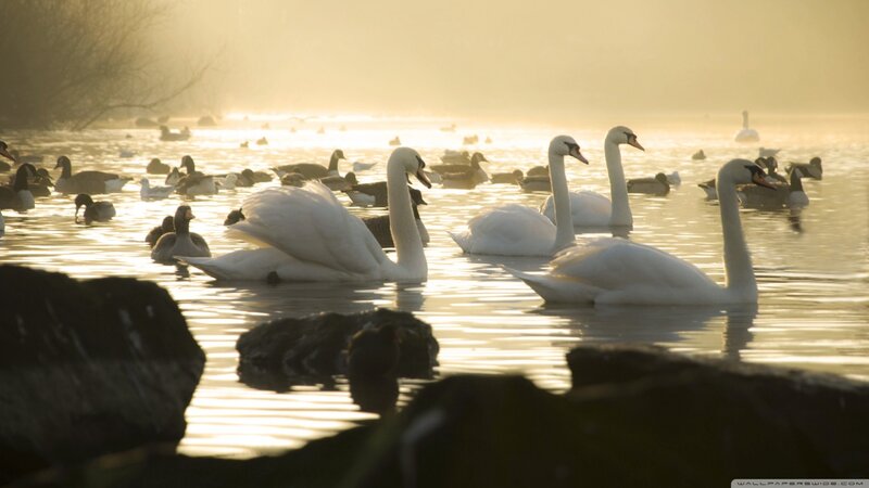 White Swans on Water — Gold