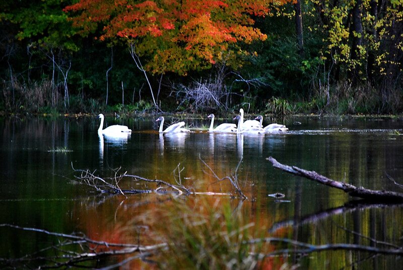 White Swans on Water — Green