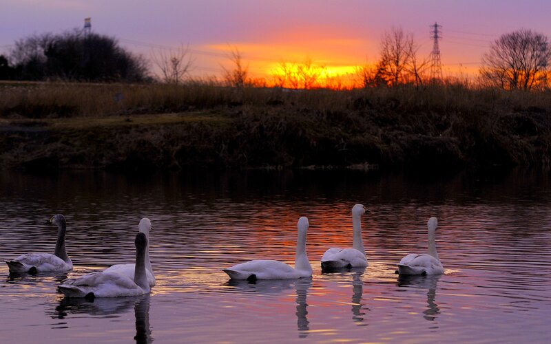 White Swans on Water — Orange