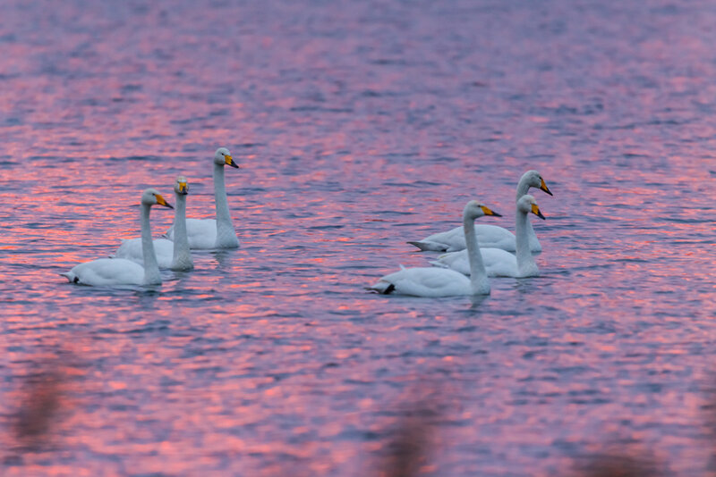 White Swans on Water — Pink
