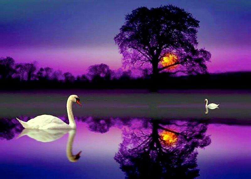 White Swans on Water — Purple