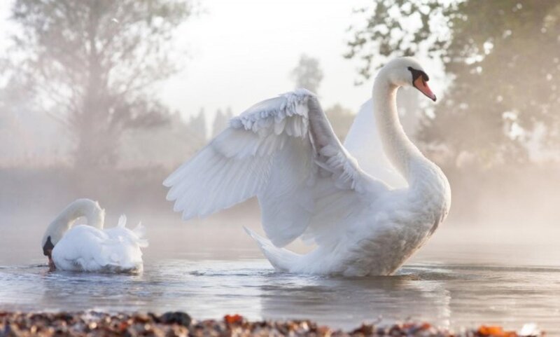White Swans on Water — Serene, Morning