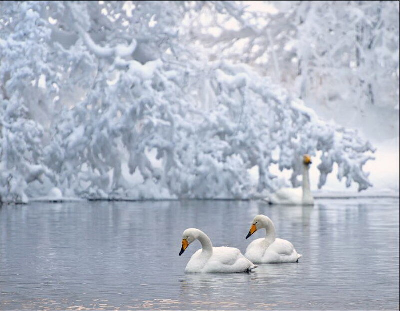 White Swans on Water