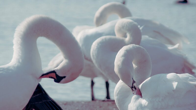 White Swans Preening