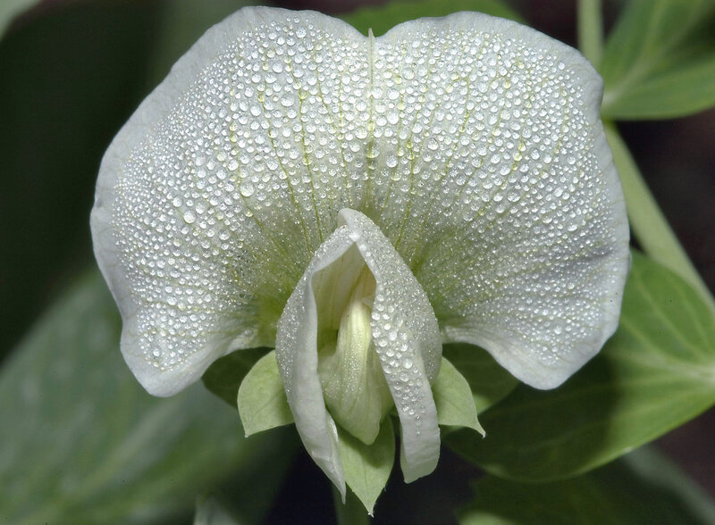 White Sweet Pea Flower