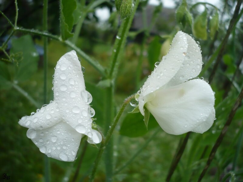 White Sweet Pea Flowers