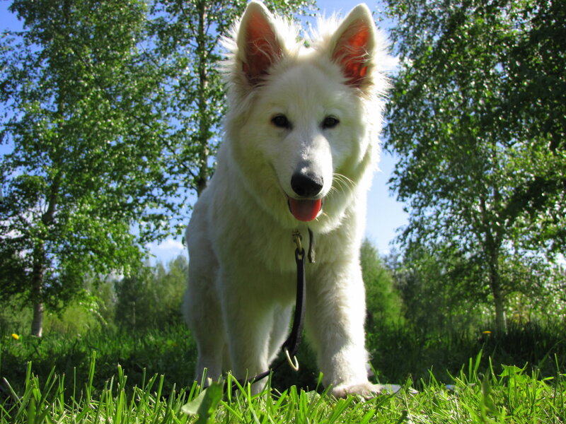 White Swiss Shepherd Dog