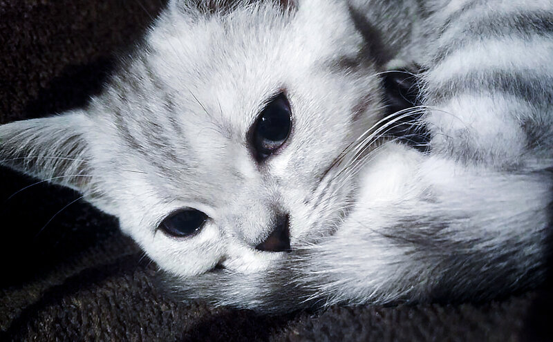White Tabby Kitten