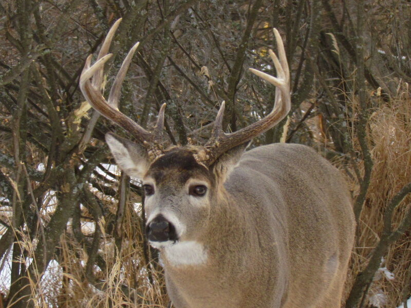 White-tailed Buck in Woods