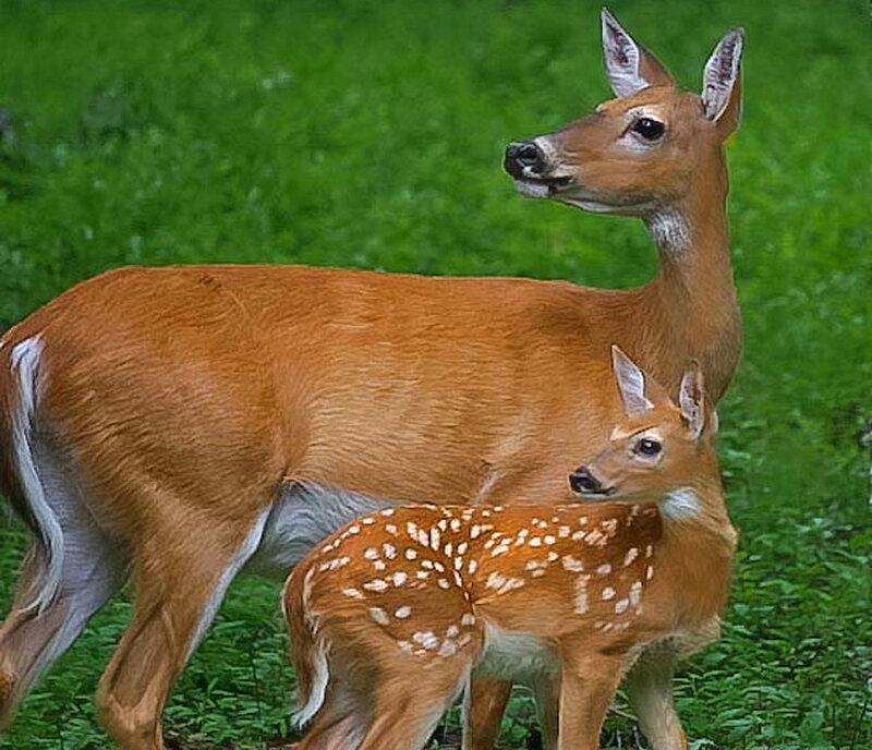 White-tailed Deer and Fawn