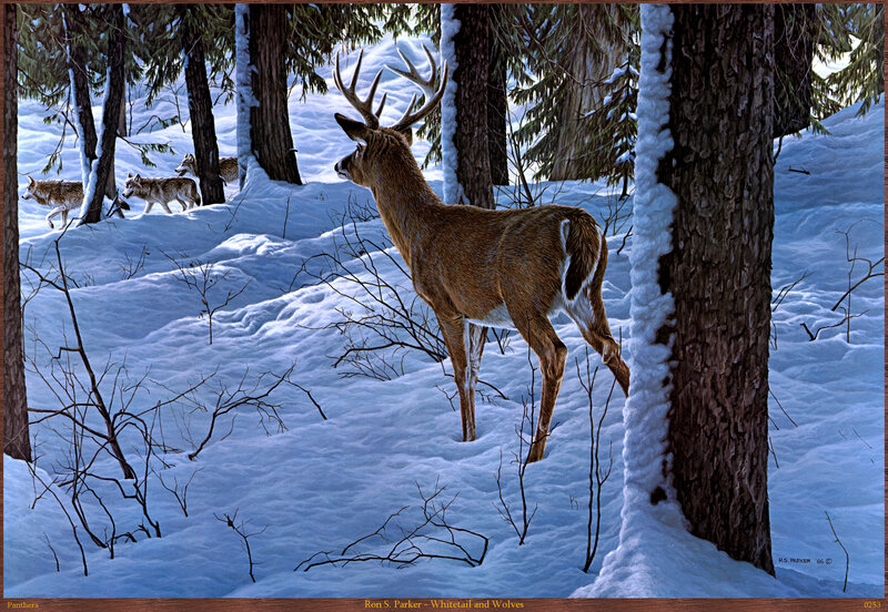 White-tailed Deer and Wolves