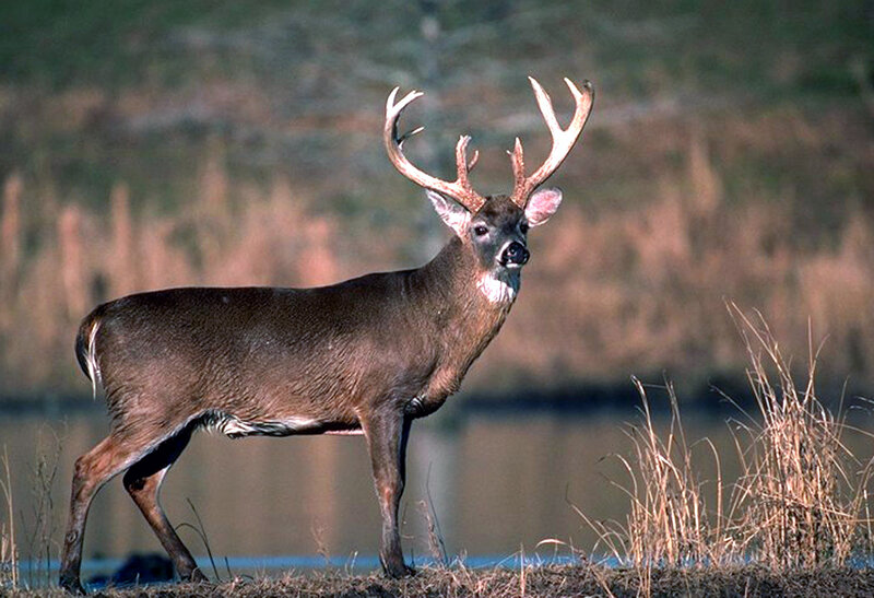 White-tailed Deer Buck — Brown, Alert