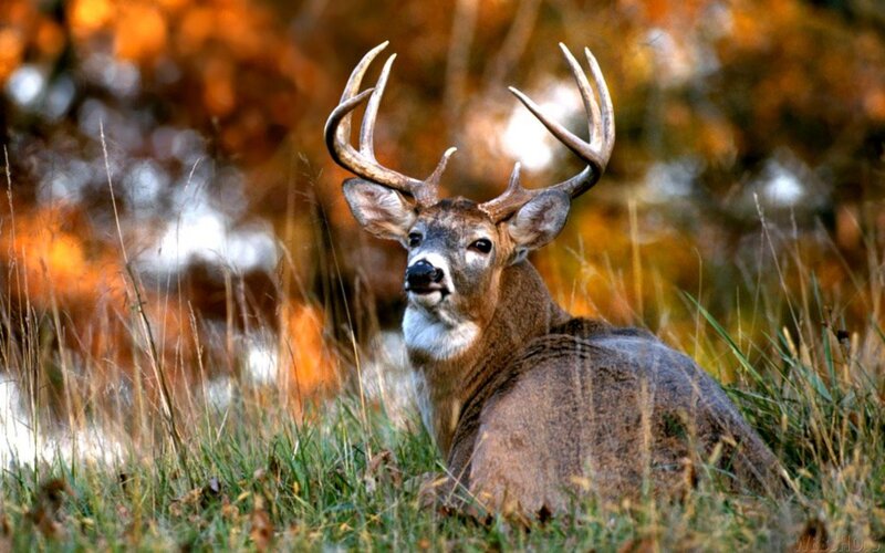 White-tailed Deer Buck — Brown, Calm, Autumn, Photograph, Antlers, Grass