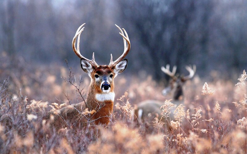 White-tailed Deer Buck — Brown, Calm, Autumn, Photograph, Antlers