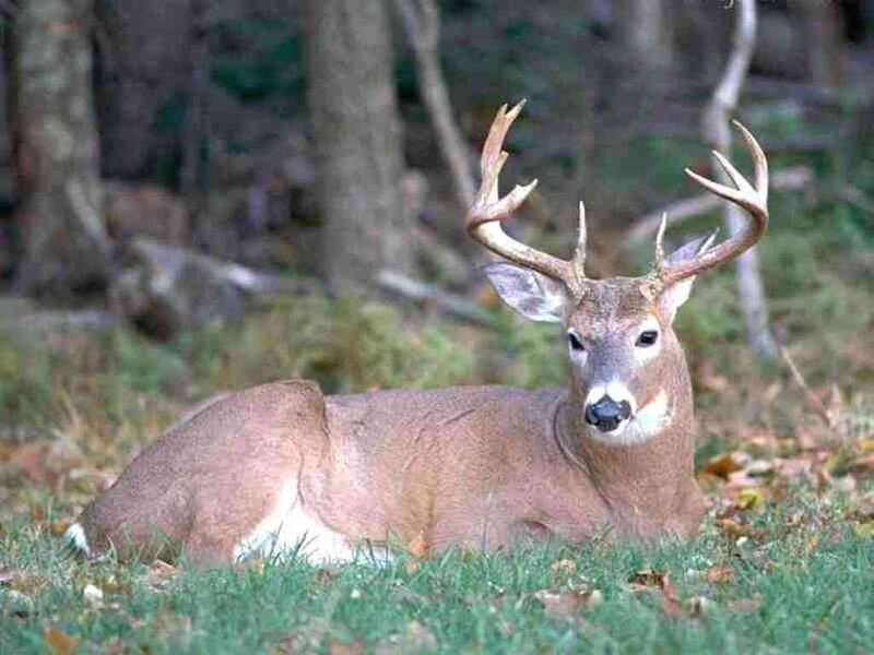 White-tailed Deer Buck — Brown, Calm, Autumn