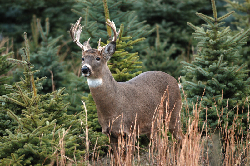 White-tailed Deer Buck — Brown, Calm