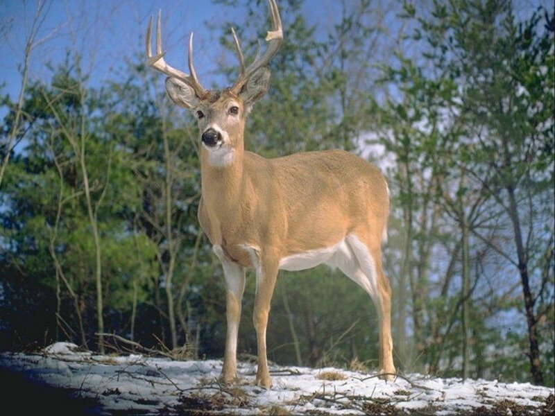 White-tailed Deer Buck — Brown, Calm, Winter, Photograph