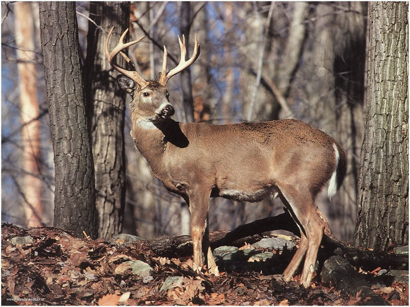White-tailed Deer Buck — Brown, Natural