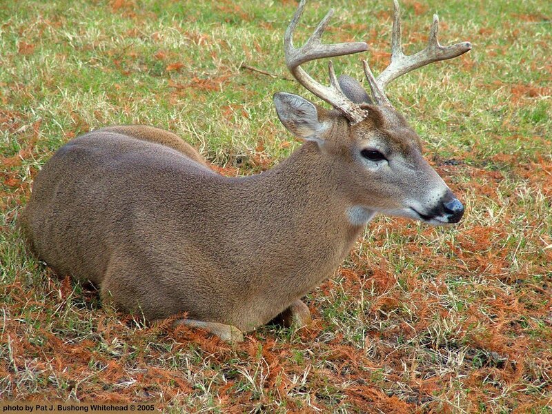 White-tailed Deer Buck — Brown
