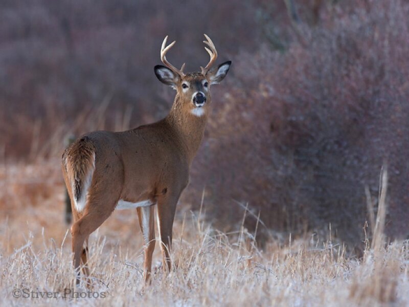 White-tailed Deer Buck