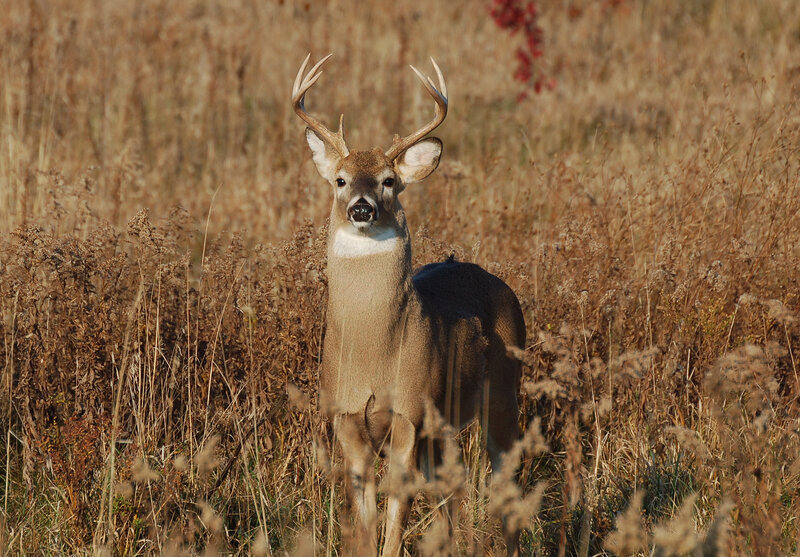 White-tailed Deer in Field — Brown, Calm, Autumn