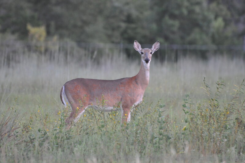 White-tailed Deer in Field — Brown