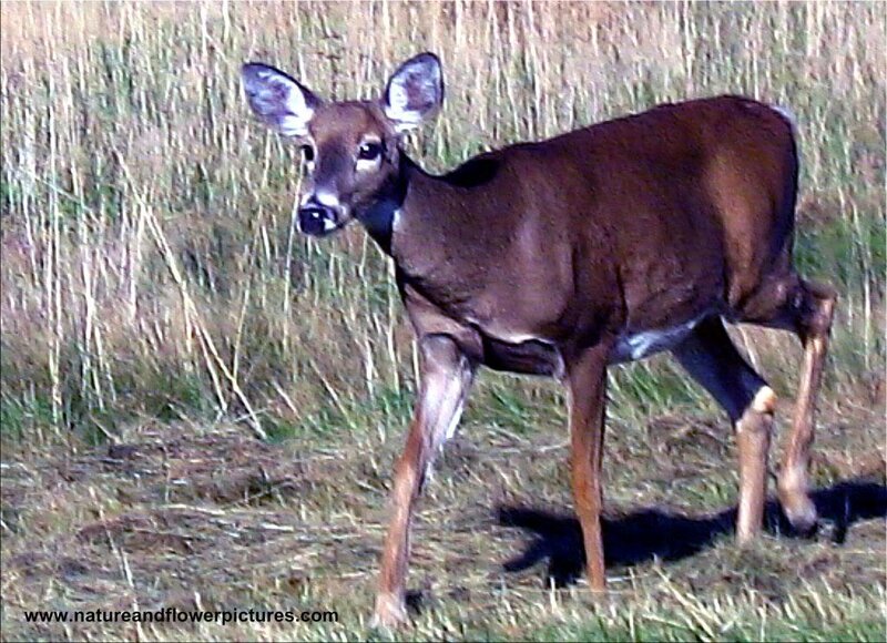 White-tailed Deer in Field