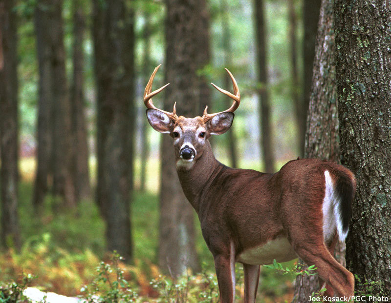 White-tailed Deer in Forest — Brown, Calm, Afternoon