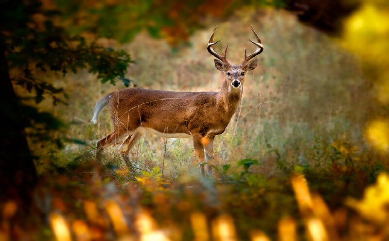 White-tailed Deer in Forest — Brown, Calm, Autumn