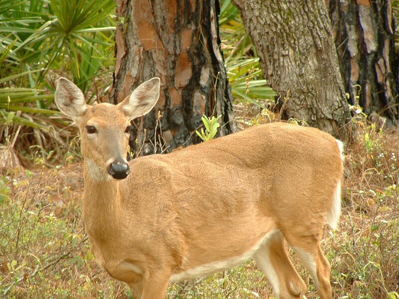 White-tailed Deer in Forest — Brown, Calm