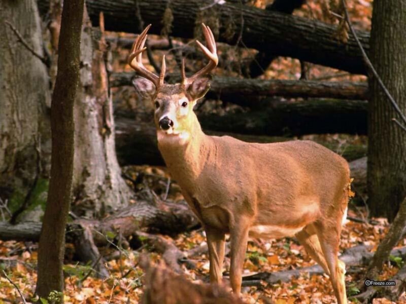 White-tailed Deer in Forest — Brown, Natural
