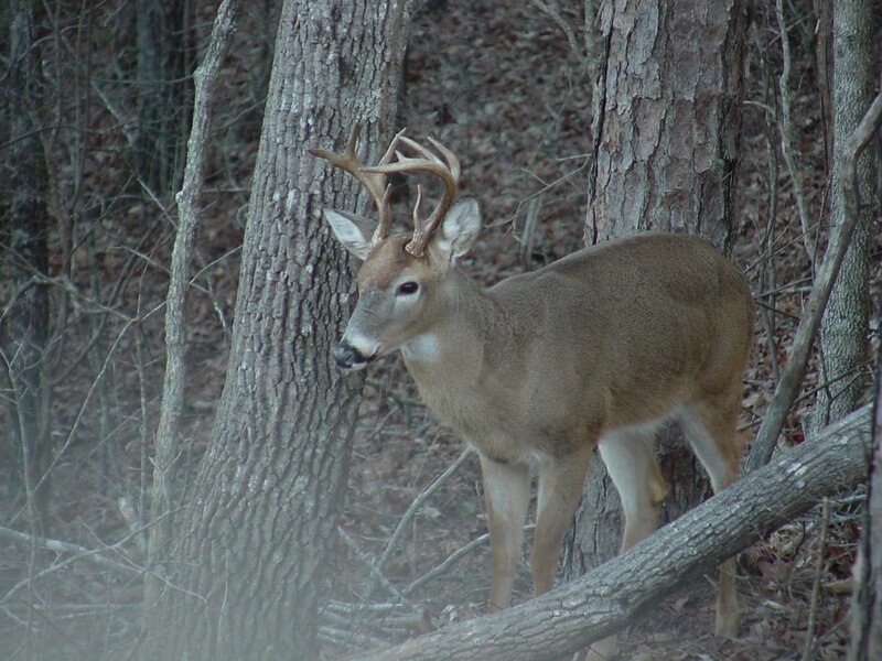 White-tailed Deer in Forest — Brown