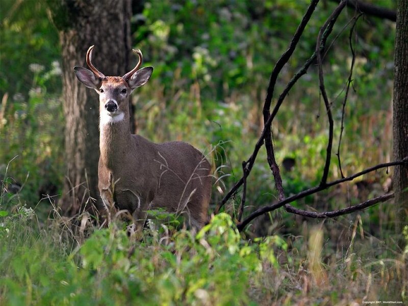 White-tailed Deer in Forest