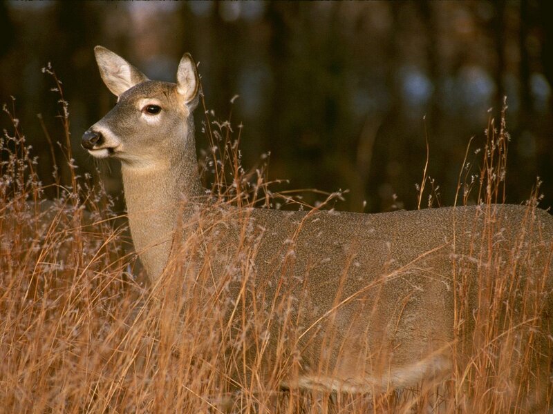 White-tailed Deer in Grass — Brown