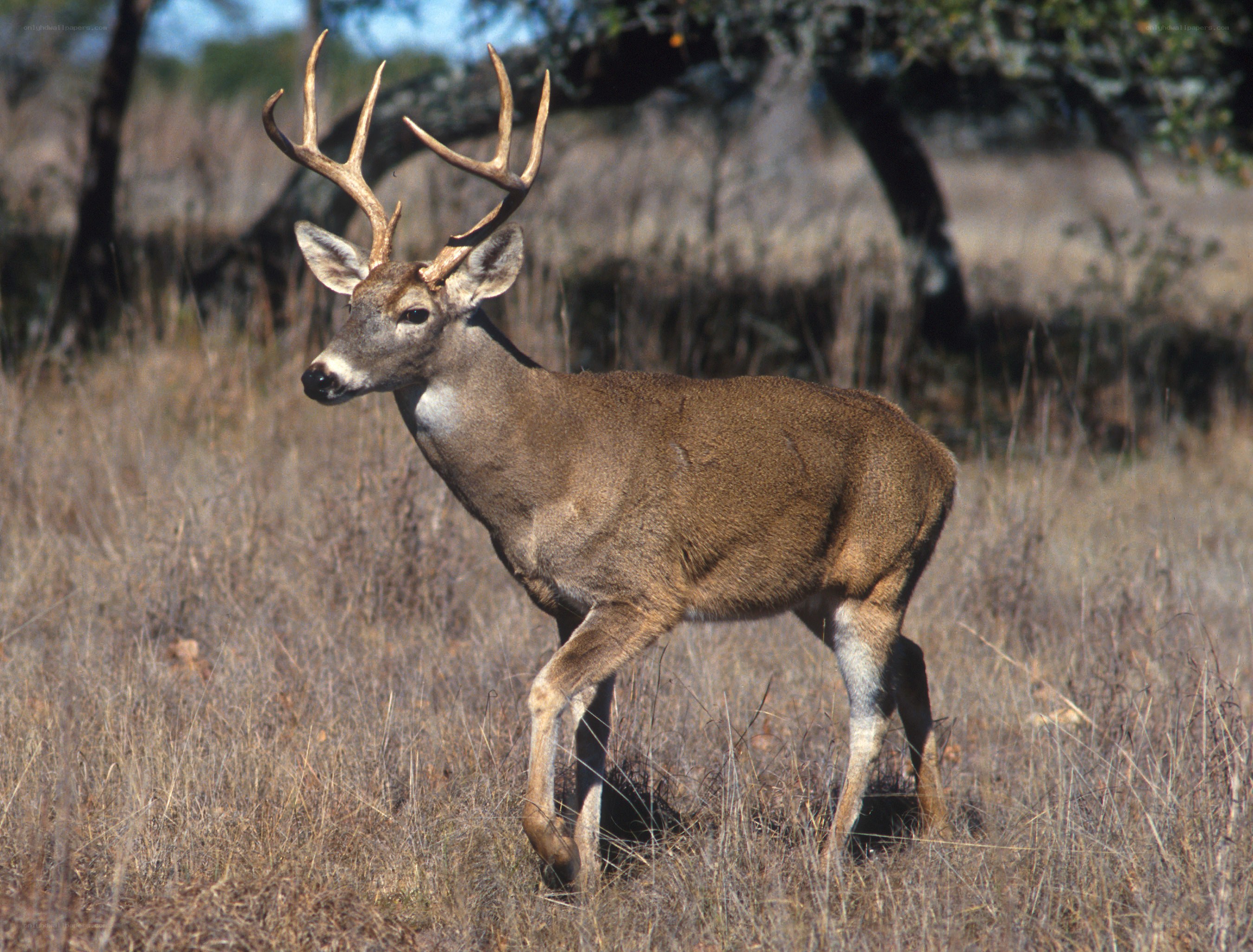 White-tailed deer in grassland