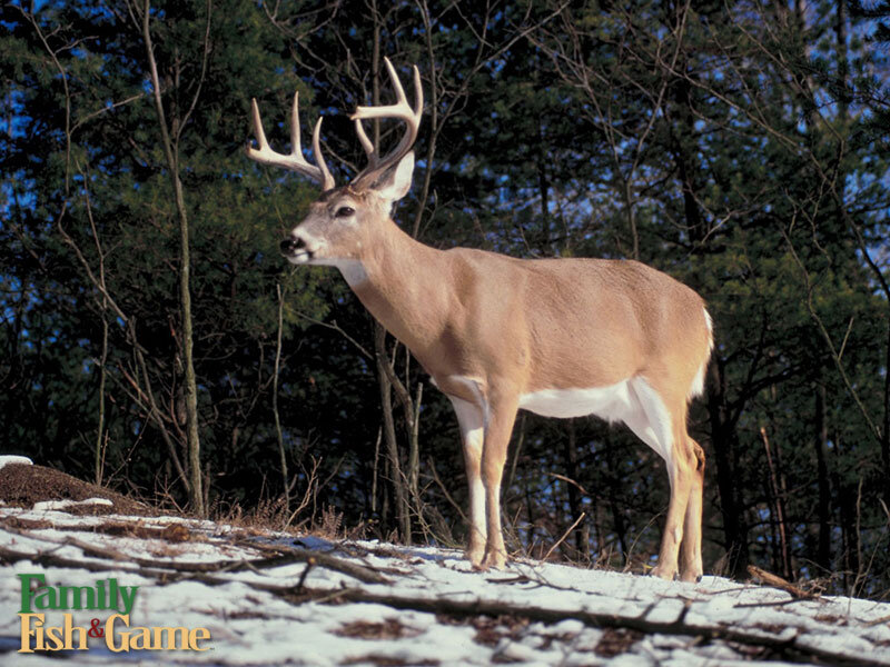 White-tailed Deer in Snow — Brown, Calm