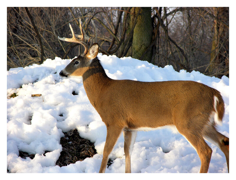 White-tailed Deer in Snow — Brown, Calm, Winter