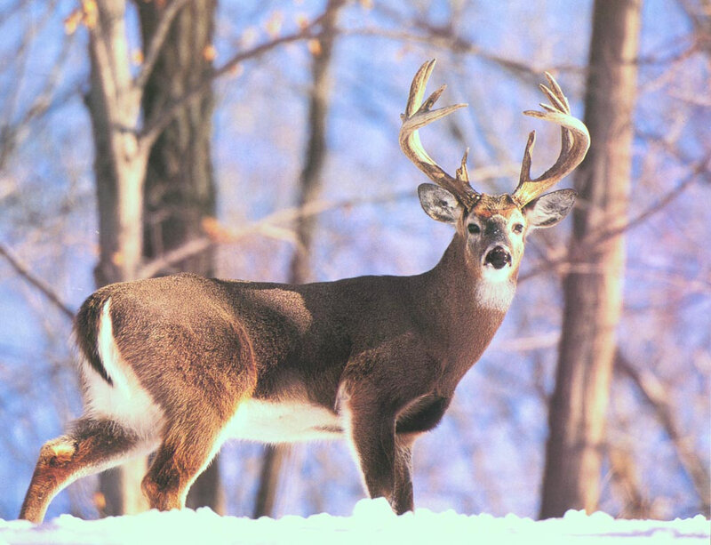 White-tailed Deer in Snow — Brown
