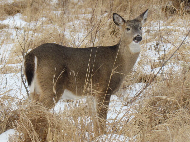 White-tailed Deer in Snow