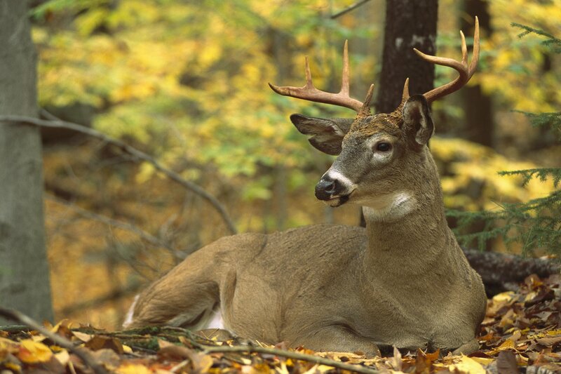 White-tailed Deer Resting — Brown, Calm