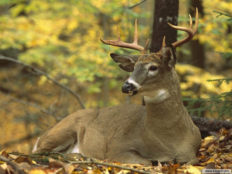 White-tailed Deer Resting