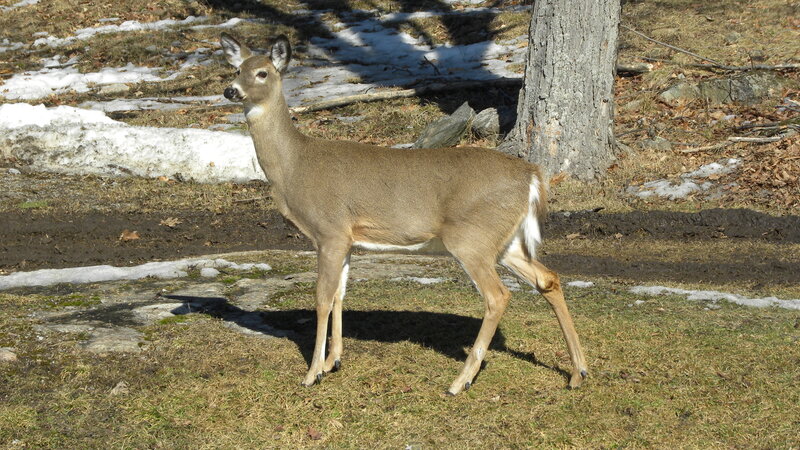 White-tailed Deer Standing — Brown