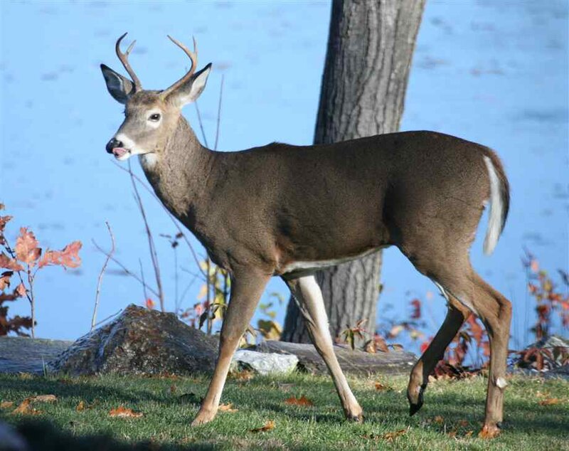 White-tailed Deer Standing