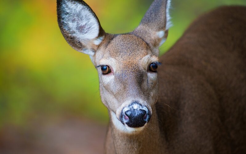 White-tailed Deer
