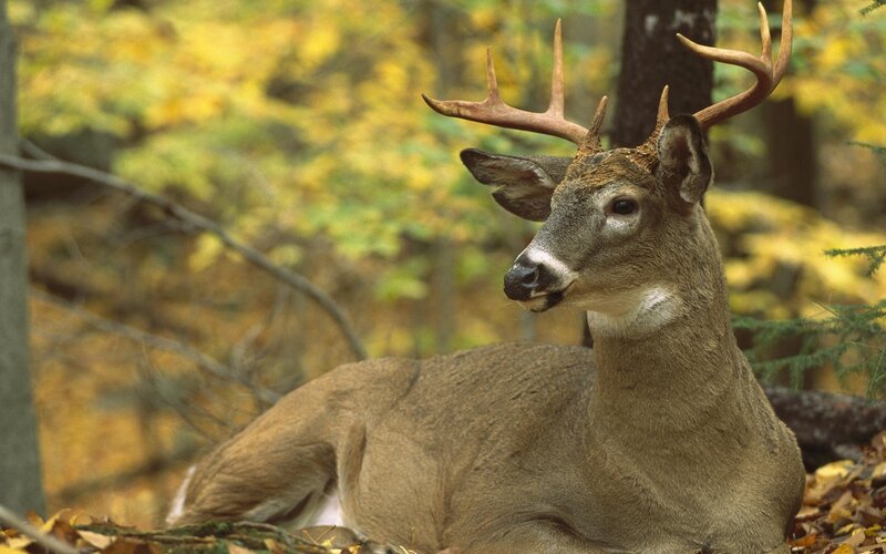 White-tailed Deer with Antlers — Brown, Calm