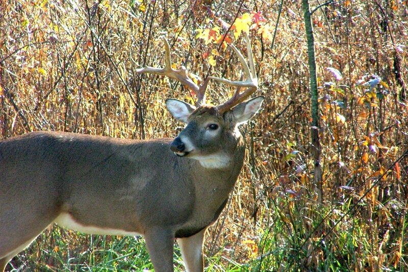 White-tailed Deer with Antlers — Brown