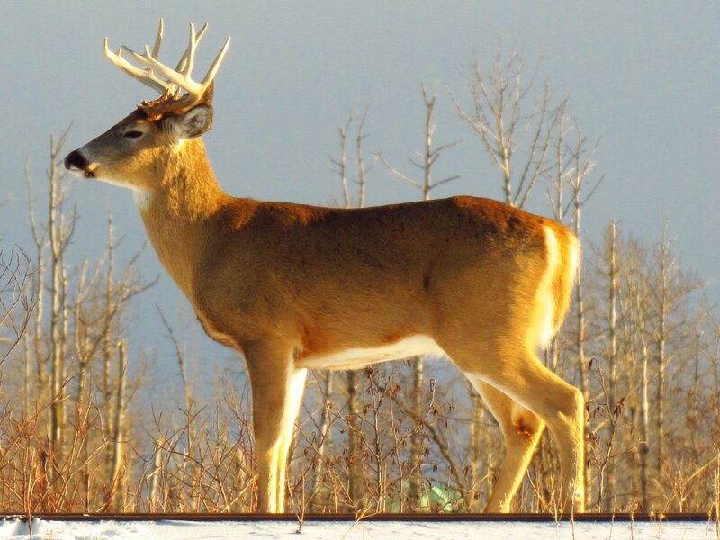 White-tailed Deer with Antlers